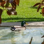Διαμέρισμα Garden & - *