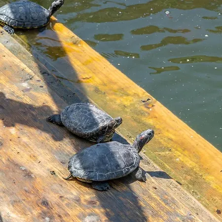 Apartman Garden & - *