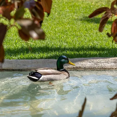 Apartman Garden & - *