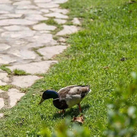 דירה Garden & -