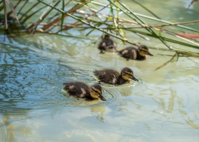 Garden & - Torremolinos