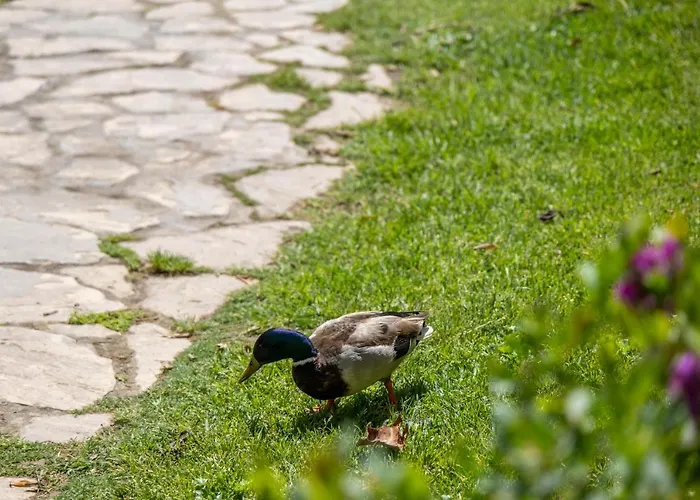 Lägenhet Garden & -